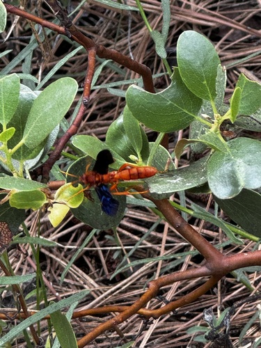 iNaturalist observation photo of Trogus pennator