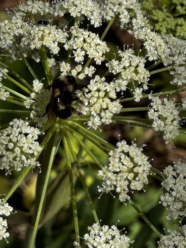 iNaturalist observation photo of Vancouver Bumble Bee