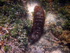 Holothuria mexicana