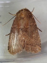 Pseudorthodes vecors