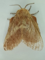 Malacosoma americana