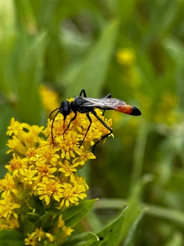 iNaturalist observation photo of Thread-waisted Wasps