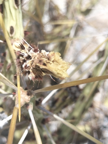 Image of Cylindropuntia tesajo by no rights reserved