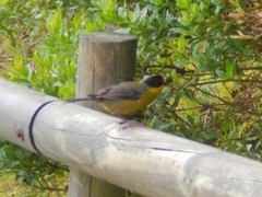 Atlapetes pallidinucha