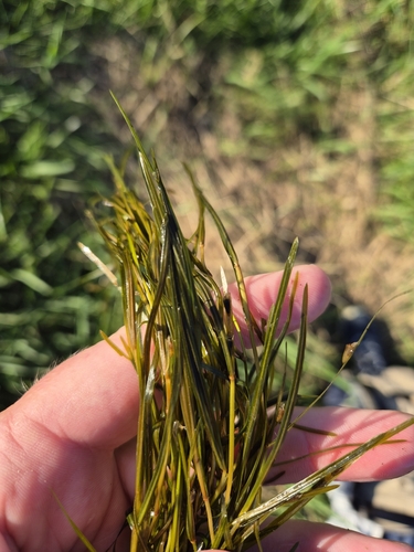 Sharp-leaved pondweed (Potamogeton acutifolius)