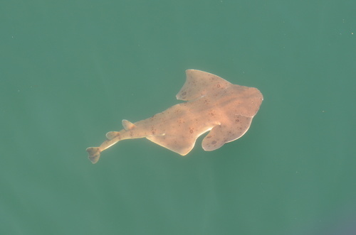 Angelshark (Squatina squatina) — Squatinidae — 4