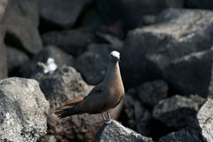 Anous stolidus galapagensis