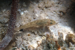 Coryphopterus glaucofraenum