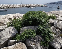 Ficus carica