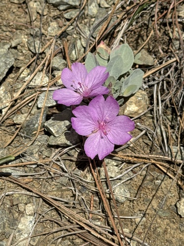 Image of Epilobium rigidum by (c) Rob Santry, some rights reserved (CC BY)
