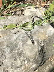 Argia immunda