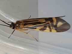 Macrostemum zebratum