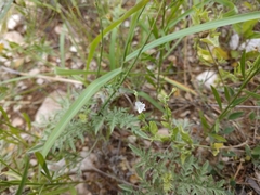 Carlowrightia texana