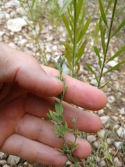 Carlowrightia texana