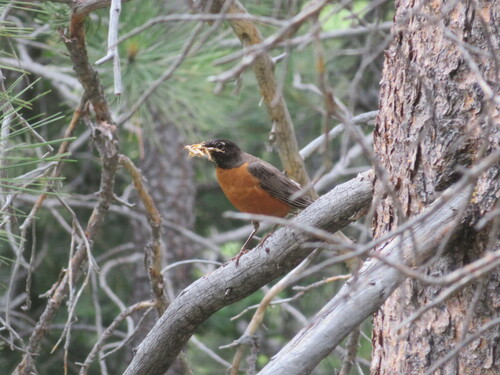 iNaturalist observation photo of American Robin