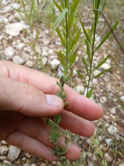 Carlowrightia texana