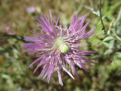 Misumena spinifera