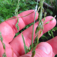 Festuca subverticillata