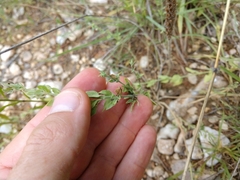 Carlowrightia texana