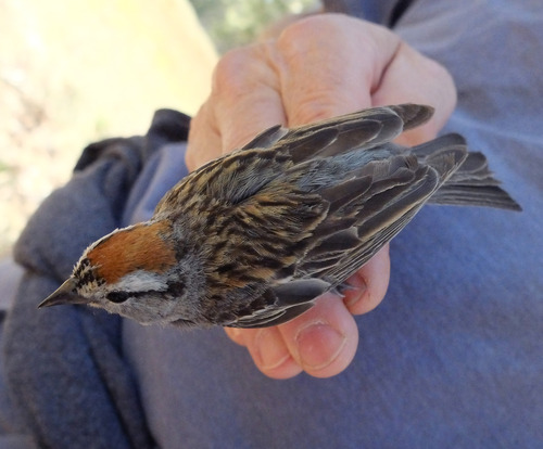 iNaturalist observation photo of Chipping Sparrow