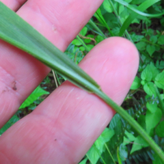 Festuca subverticillata