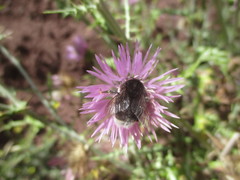 Bombus terrestris canariensis