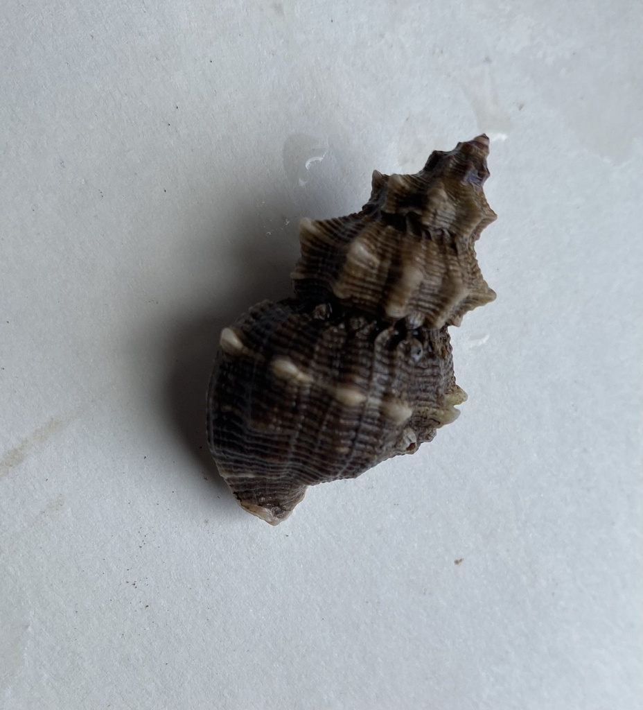 Thaisella kiosquiformis