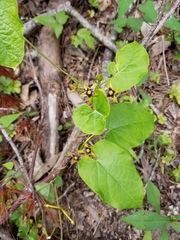 Gonolobus suberosus suberosus
