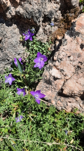 Image of Campanula arvatica by (c) Frank Huysentruyt, some rights reserved (CC BY)