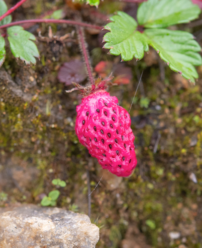 Fragaria daltoniana (Fragaria daltoniana)