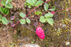 Fragaria daltoniana, photograph (c) Morten Ross, some rights reserved (CC BY)