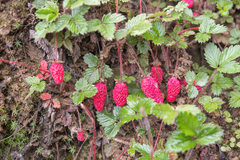Fragaria daltoniana