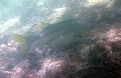 Centropomus undecimalis