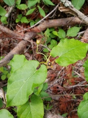 Gonolobus suberosus suberosus