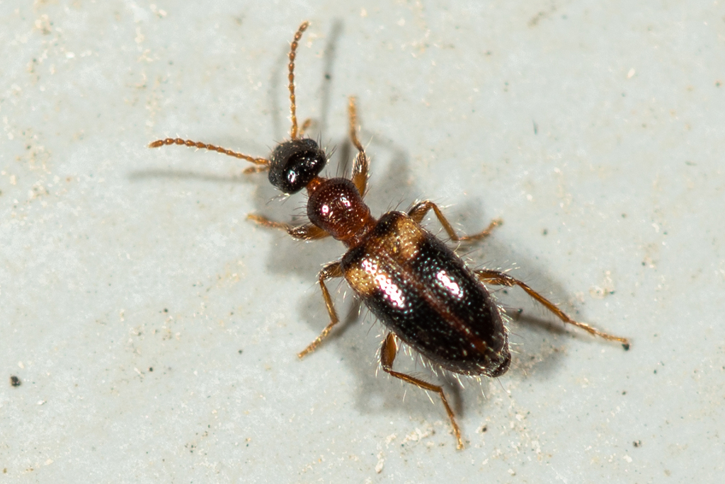 Hirticomus hispidus