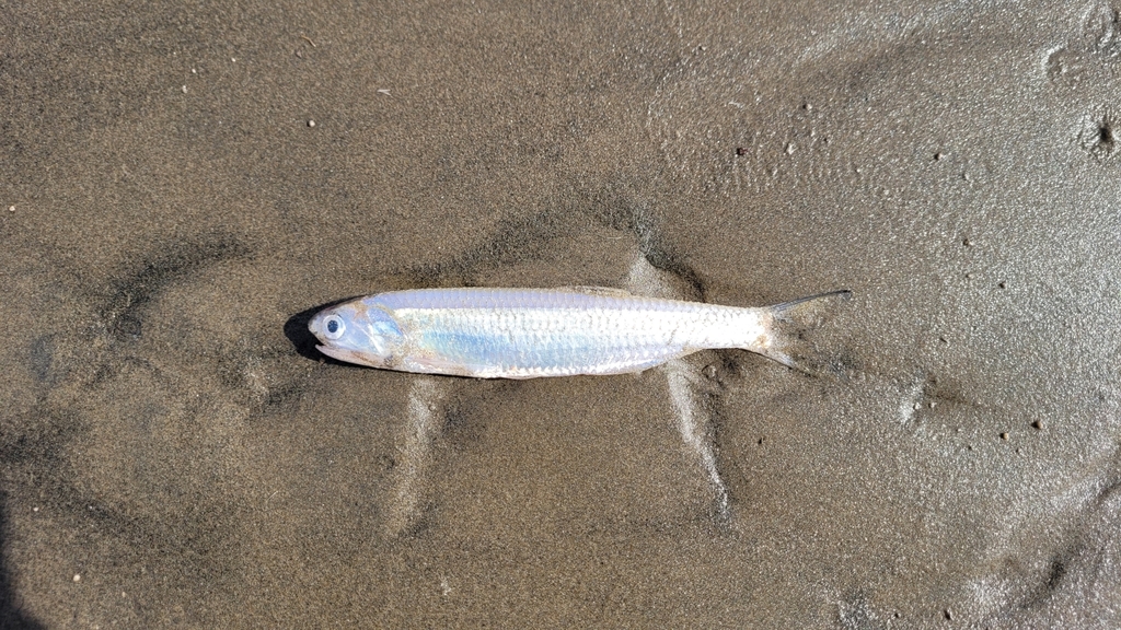Anchovy (Lycengraulis grossidens) — Engraulidae