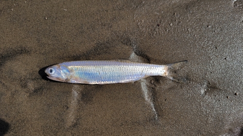 Anchovy (Lycengraulis grossidens) — Engraulidae — 2