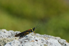 Schistocerca melanocera