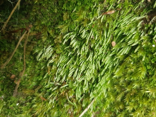 Zierian Hump-moss (Ptychostomum zieri)