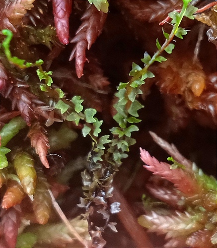 Heterogemma laxa