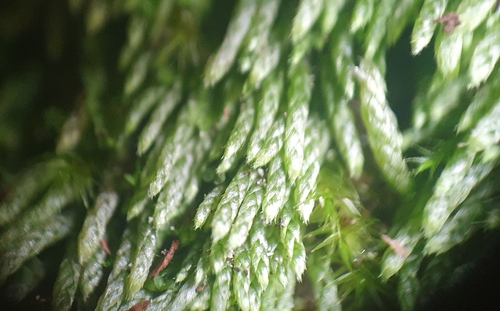 Image of Ptychostomum zieri by no rights reserved