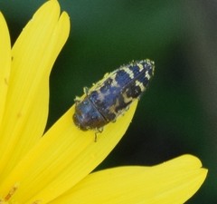 Acmaeodera mixta