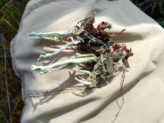 Cladonia cenotea