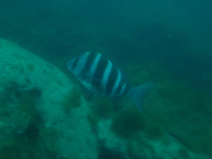 Diplodus cervinus