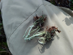 Cladonia cenotea