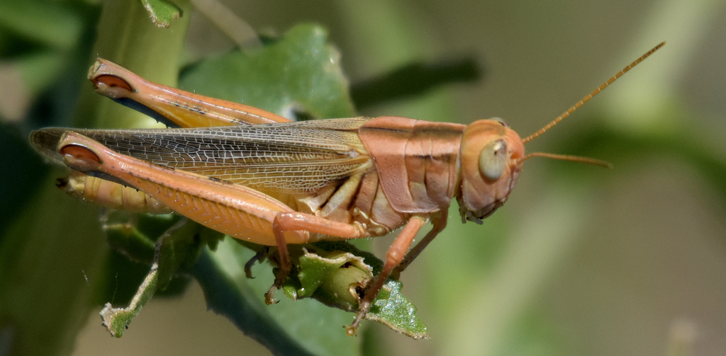 Packard's Grasshopper