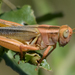Packard's Grasshopper - Photo (c) Steven Mlodinow, some rights reserved (CC BY-NC), uploaded by Steven Mlodinow