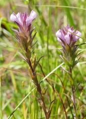 Orthocarpus bracteosus