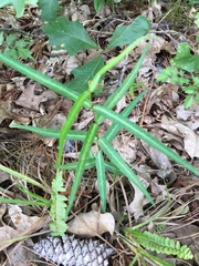 Thyrsanthella difformis