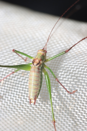 Photo of Striped Bush-cricket (Leptophyes albovittata)